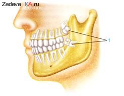 Зачем нужны зубы мудрости?
