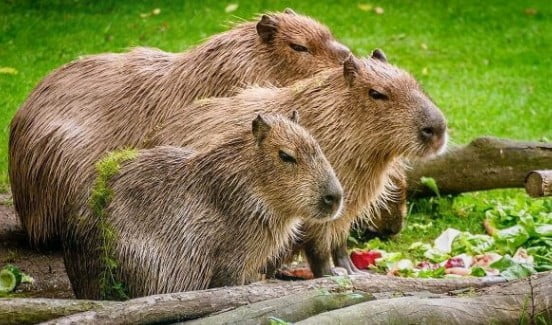 фото: животное капибара